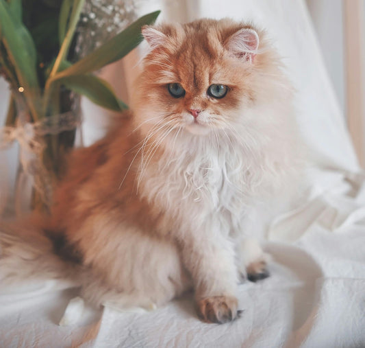 Rien de trop beau pour notre ami à quattre pattes