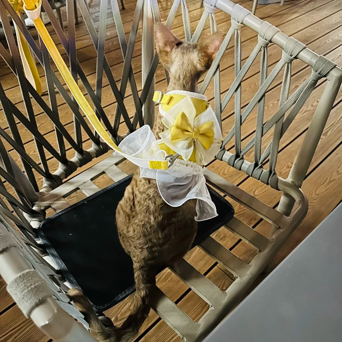 Harnais TutuBelle™ | Harnais pour chat