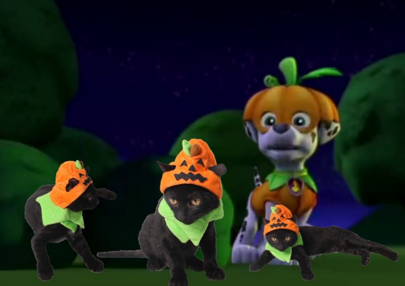 Halloween - Chapeau citrouille pour chat