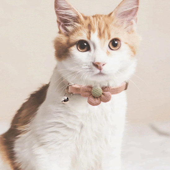 Passion Floralâą | Collier pour chat