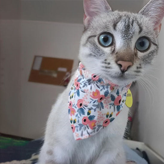 Passion Bandana™ | Collier pour chat