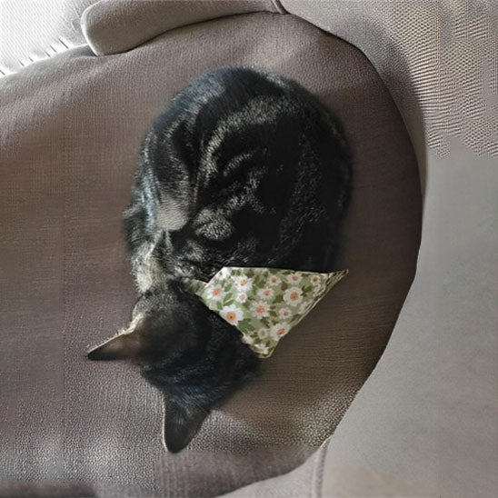 Passion Bandana™ | Collier pour chat