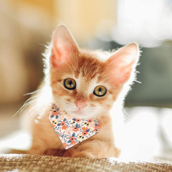 Passion Bandana™ | Collier pour chat