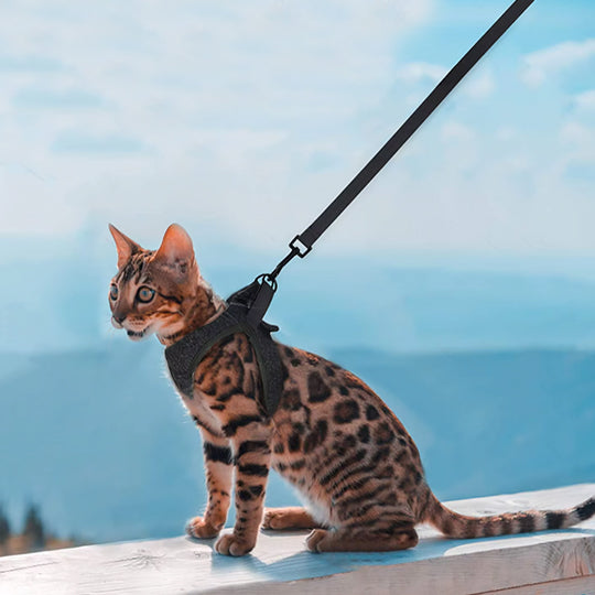 Harnais pour chaton OnTheGoâą