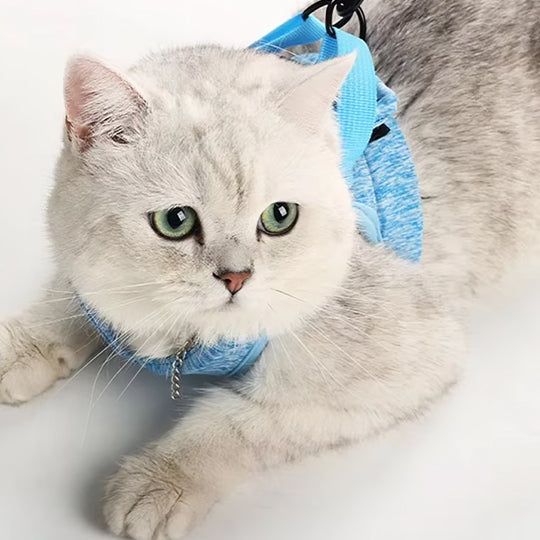 Harnais pour chaton OnTheGoâą