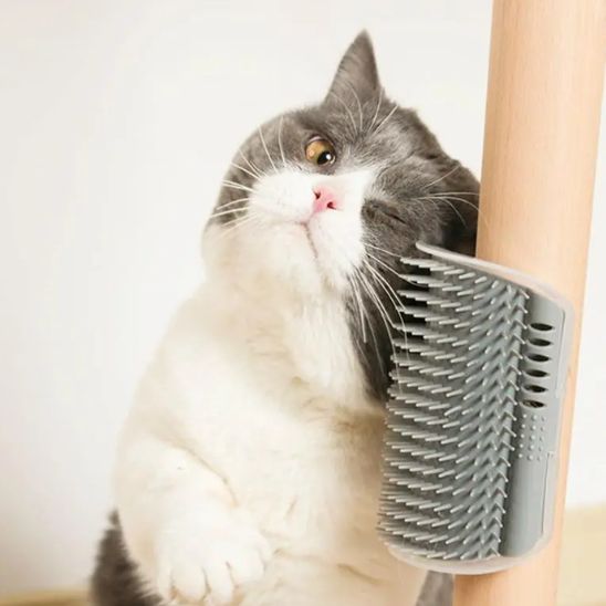 brosse-pour-chat