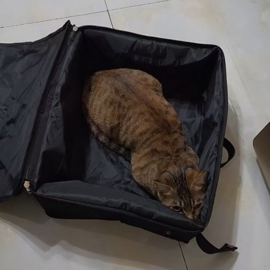 bac de litière de voyage