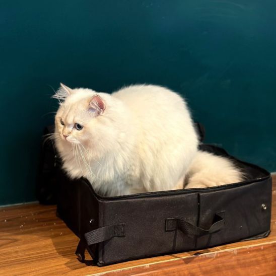 bac de litière de voyage
