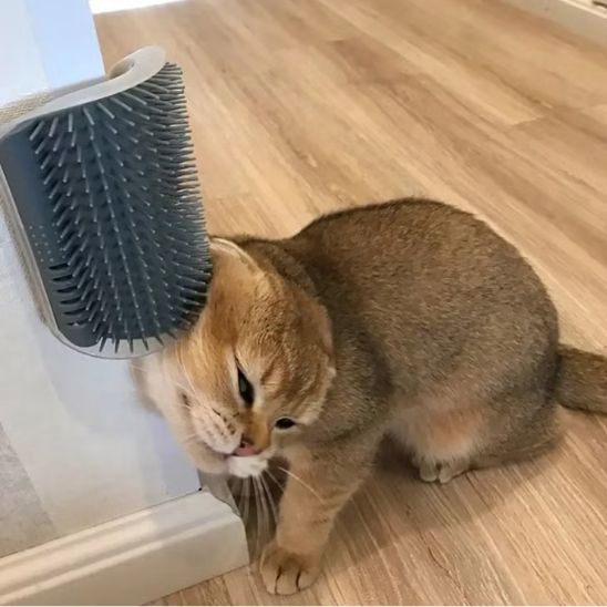 brosse-mur-pour-chat