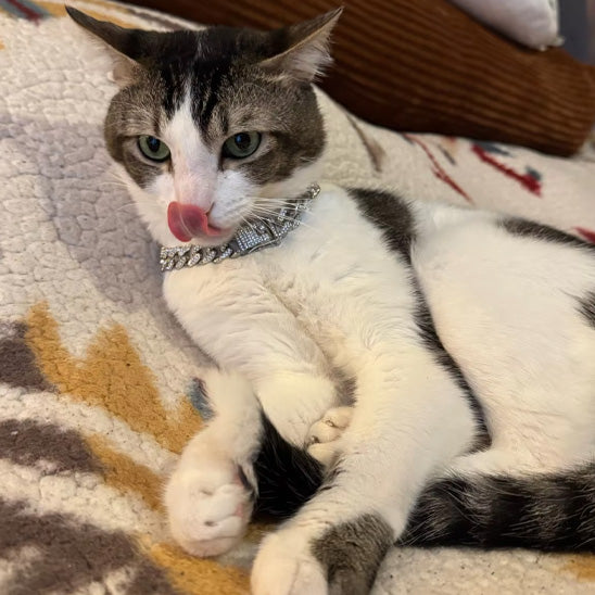 collier pour chat