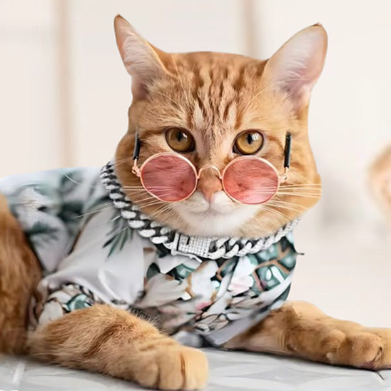 collier pour chat