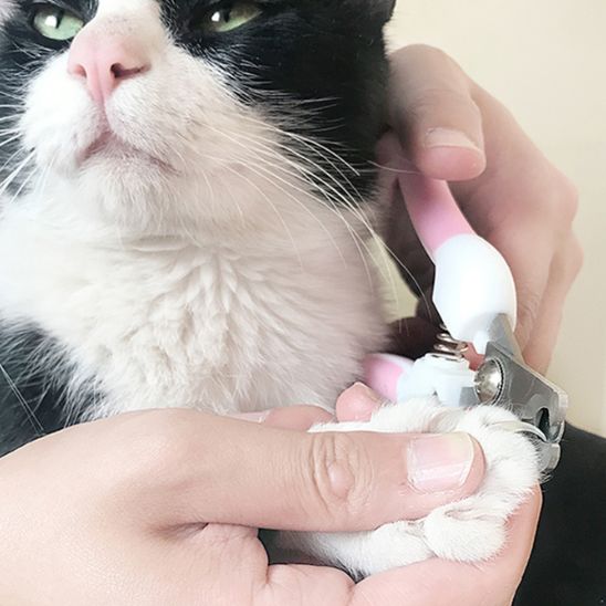 coupe-griffe-chat