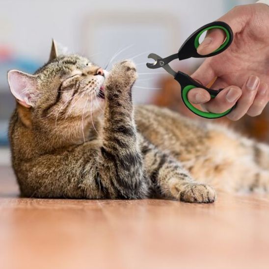 Coupe griffes pour chat