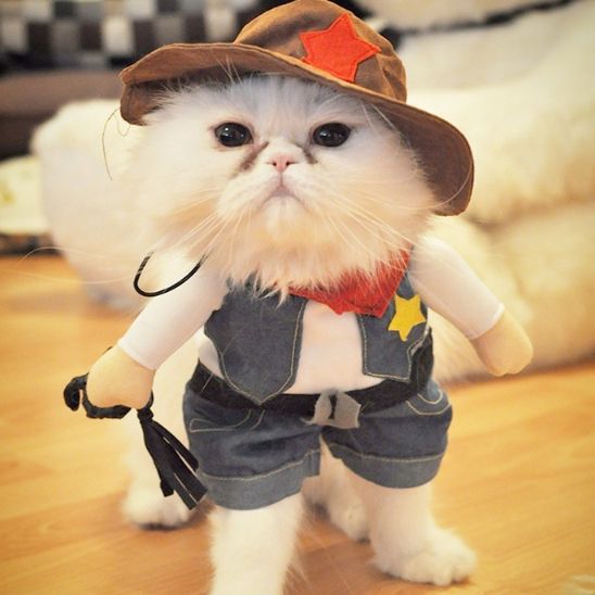 Déguisement pour chat | Chariff™