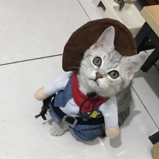 Déguisement pour chat | Chariff™