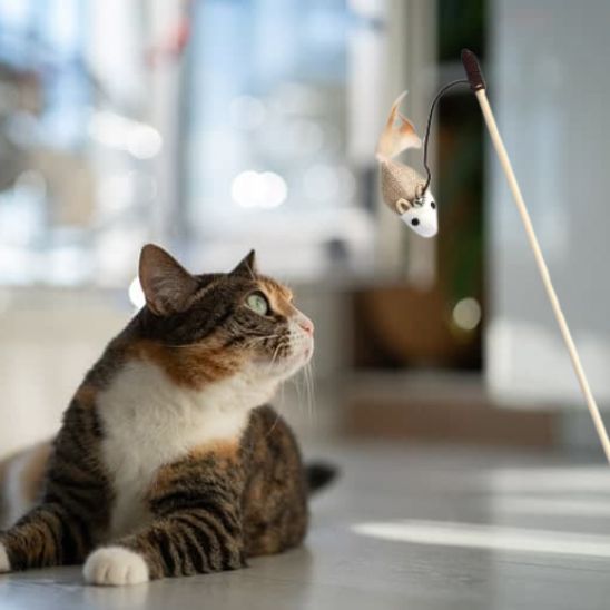Bâton CatchMe™ | Jouet pour chat
