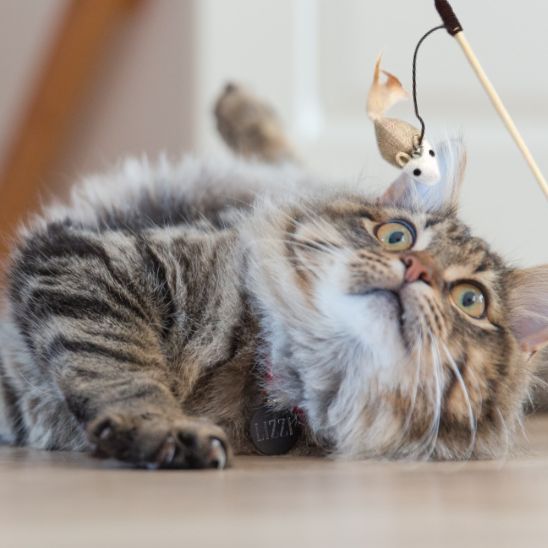 Bâton CatchMe™ | Jouet pour chat