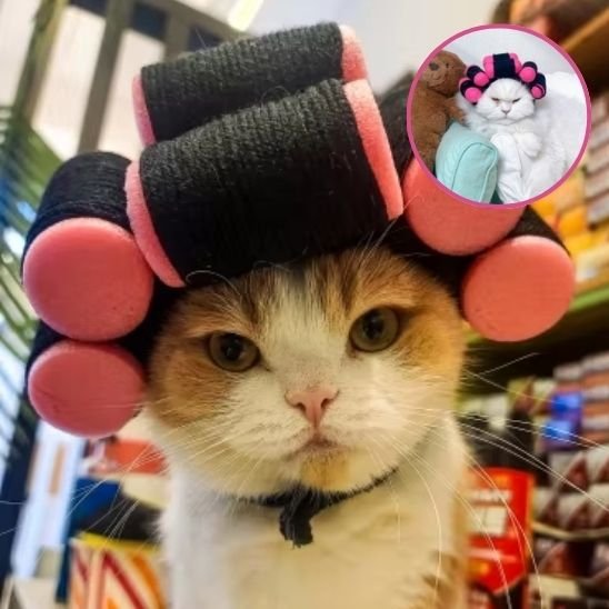 Déguisement pour chat | Bigoudis Fun