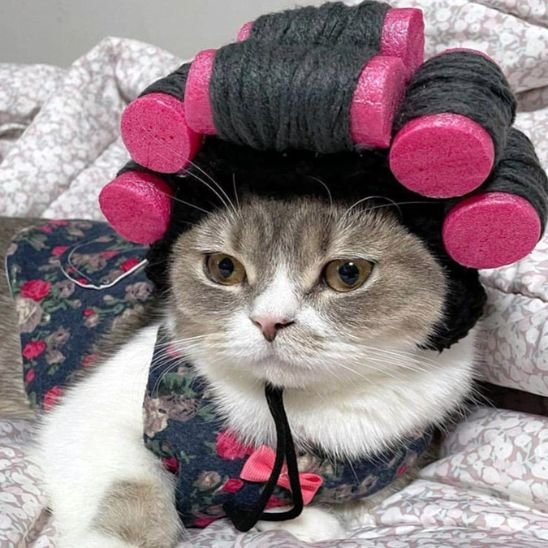 Déguisement pour chat | Bigoudis Fun
