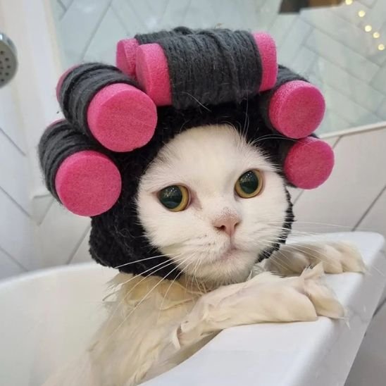 Déguisement pour chat | Bigoudis Fun