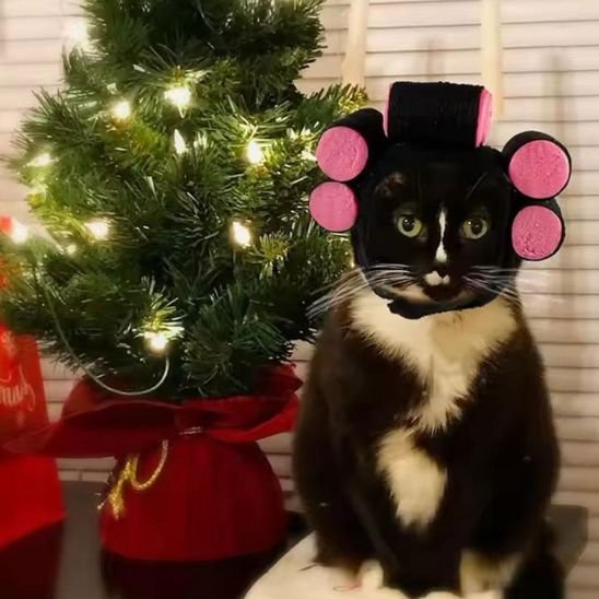 Déguisement pour chat | Bigoudis Fun