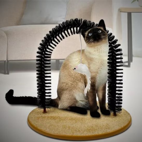 brosse-sur-pied-chat