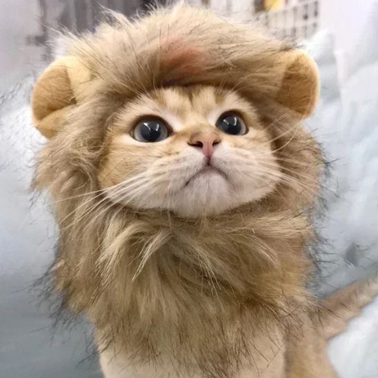 chapeau-lion-pour-chat