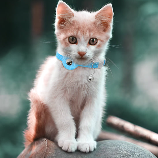 Collier avec GPS pour chat AirTag™