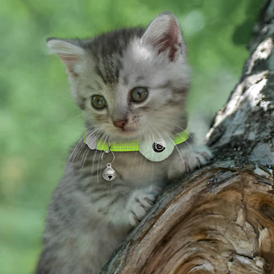 Collier avec GPS pour chat AirTag™