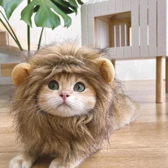 criniere-lion-pour-chat