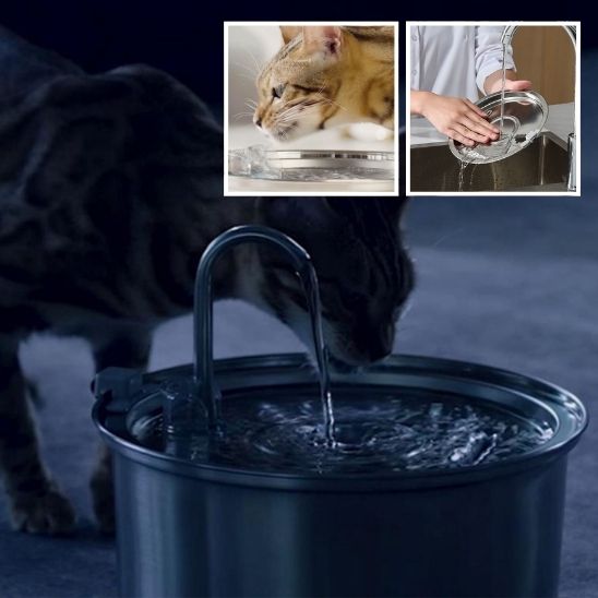 fontaine-chat