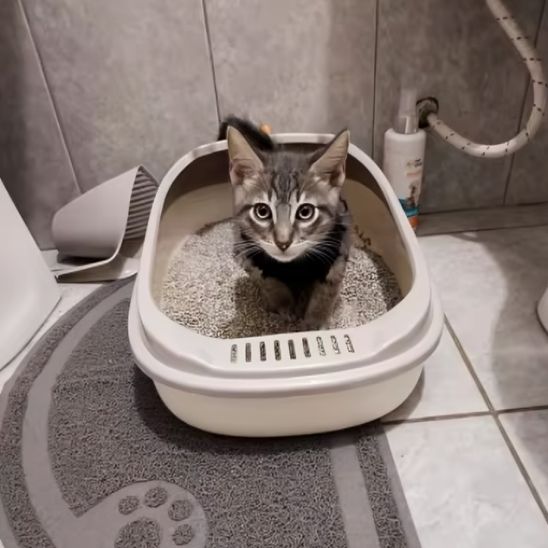 litiere-pour-chat