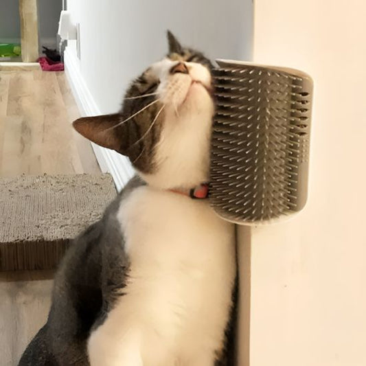brosse-mur-chat