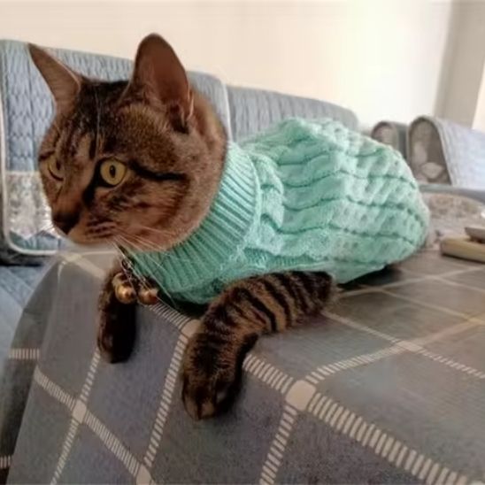 chandail-pour-chat
