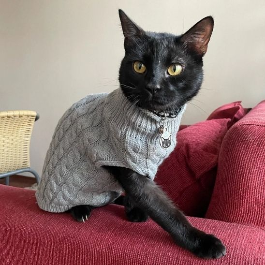 chandail-pour-chat