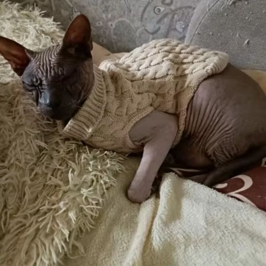 chandail-pour-chat