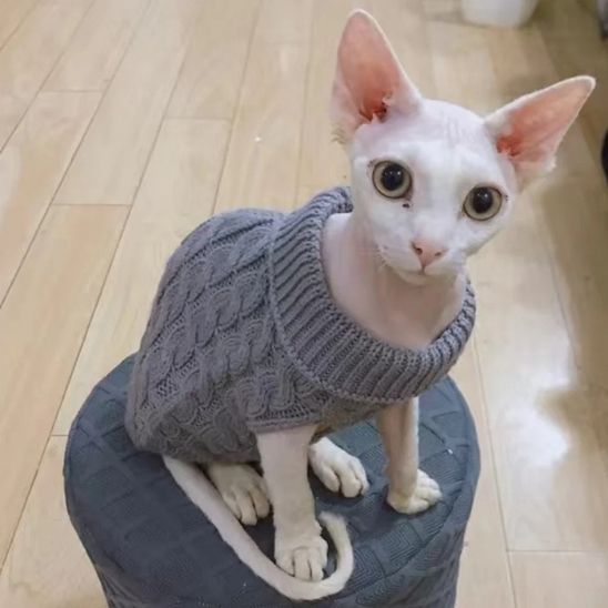 chandail-pour-chat