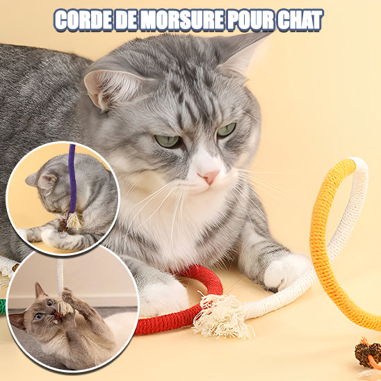 corde-de-morsure-chat