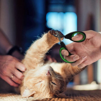 coue-griffe-chat