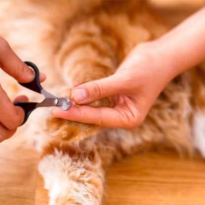 coupe-griffe-pour-chat