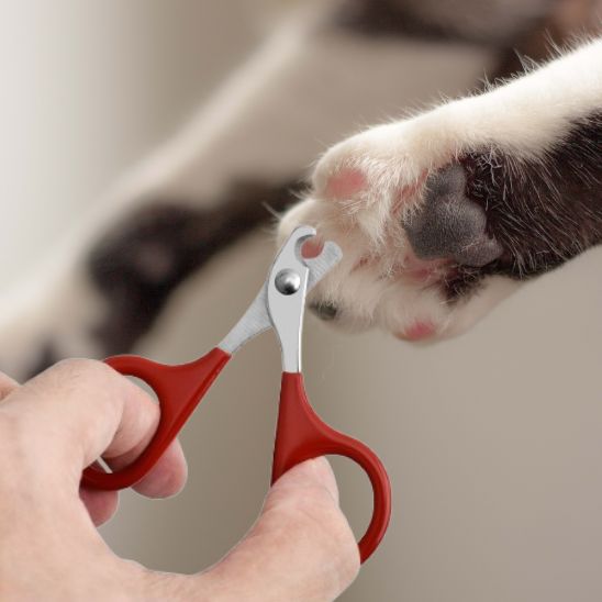 coupe-griffe-pour-chat