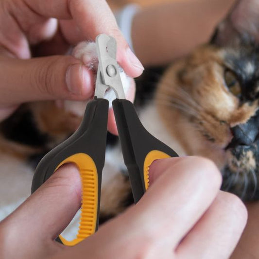 coupe-griffe-chat