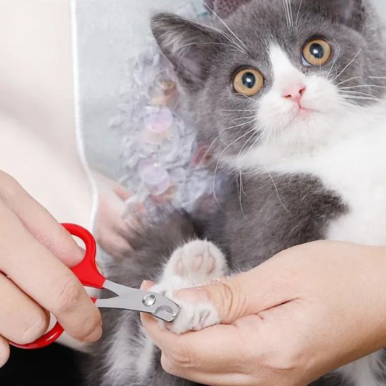 coupe-griffe-pour-chat