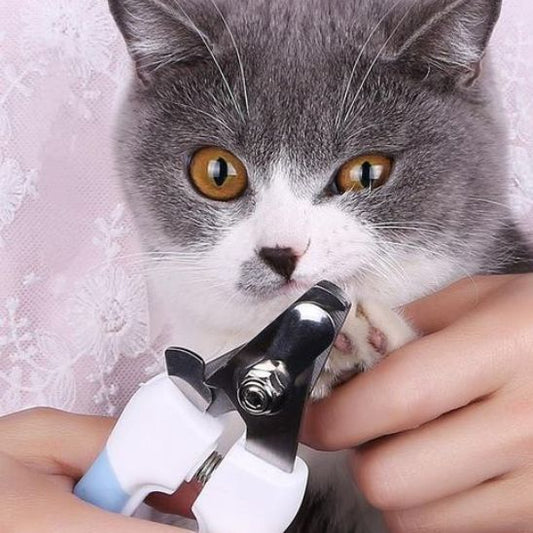 coupe-griffe-chat