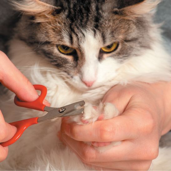 coupe-griffe-pour-chat