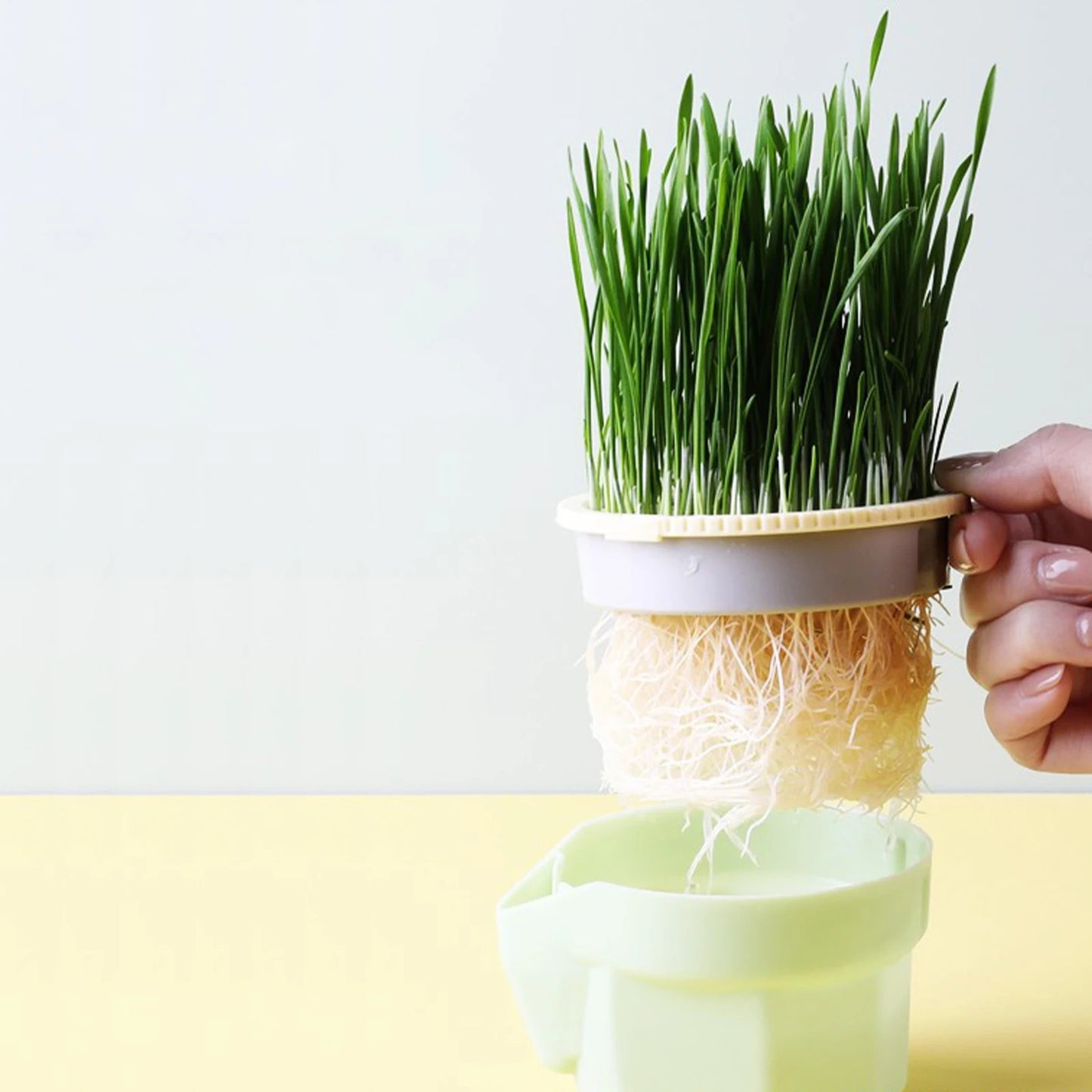 PotANip™ | Germoir pour herbe à chat