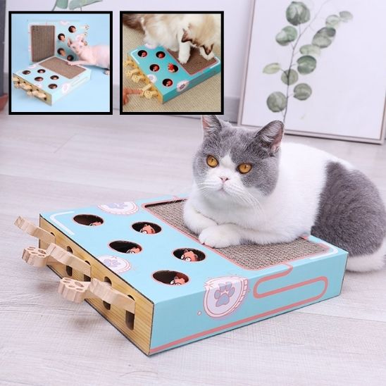 griffoir-chat