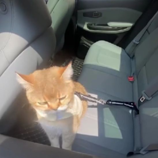 Harnais pour auto