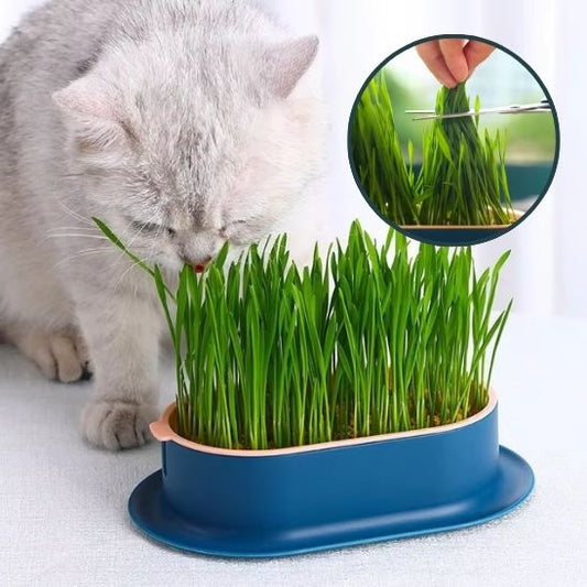 Germoir CatNipDesign ™ | Germoir herbe à chat