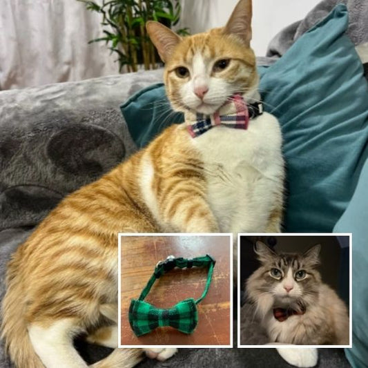 Collier Papillon Purrrrfect